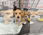 Small #2 Chihuahua-Retriever  Mix