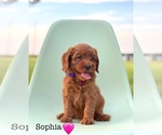 Puppy Puppy 6 Sophia Australian Labradoodle
