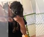 Small Photo #5 German Shepherd Dog Puppy For Sale in GEORGETOWN, TN, USA