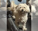 Small Maltese