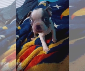 Boston Terrier Puppy for Sale in SPARTA, Tennessee USA