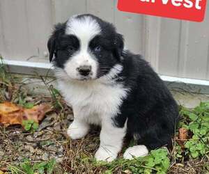 Australian Shepherd Puppy for sale in WESTPORT, IN, USA