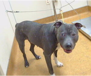 Mutt Dogs for adoption in Sacramento, CA, USA