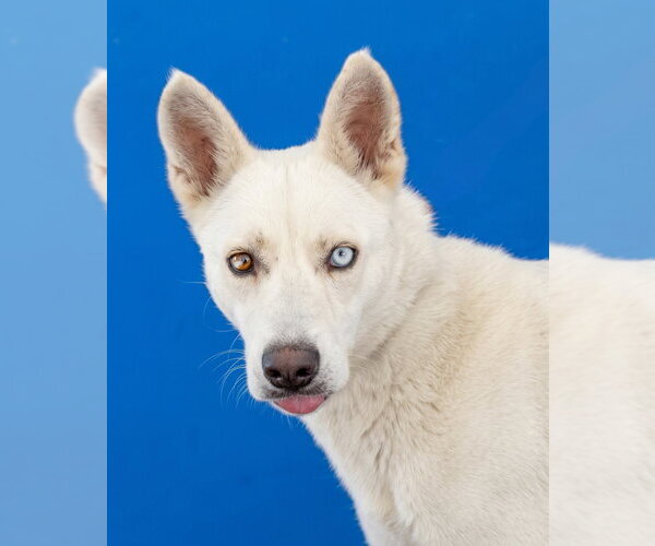 Medium Photo #1 Gerberian Shepsky Puppy For Sale in Pasadena, CA, USA