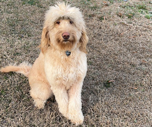 Goldendoodle Puppy for sale in GOLDSBORO, NC, USA