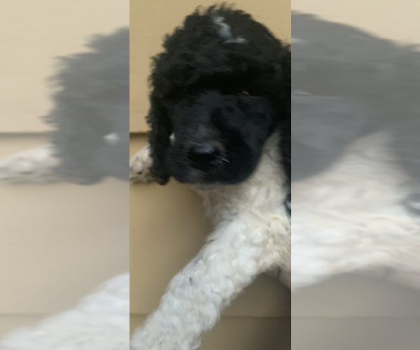 Medium Photo #9 Poodle (Standard) Puppy For Sale in VENETA, OR, USA
