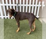 Small Doberman Pinscher