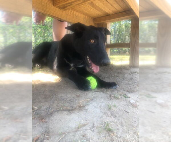 Medium Photo #2 German Shepherd Dog-Unknown Mix Puppy For Sale in Orangeburg, SC, USA