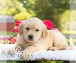 Small #4 Golden Retriever