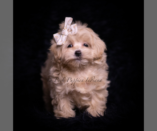 Medium Photo #1 Maltipoo (Toy) Puppy For Sale in WARSAW, IN, USA