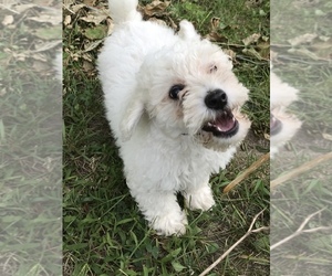 Poodle (Miniature) Puppy for sale in STANTON, MI, USA