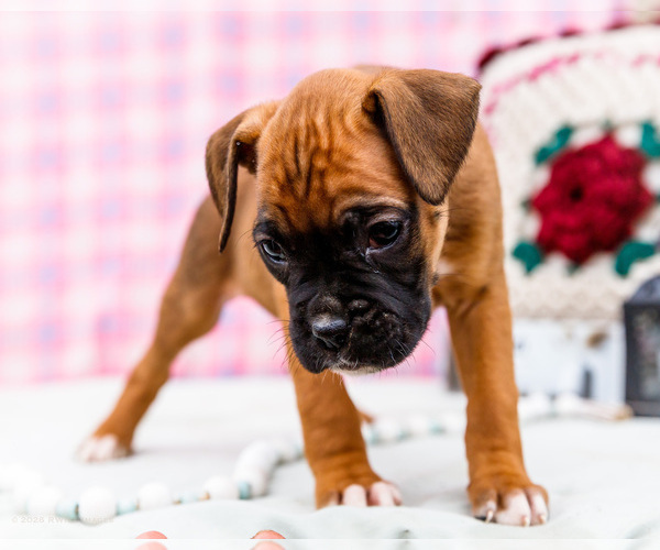 Medium Photo #8 Boxer Puppy For Sale in WAKARUSA, IN, USA