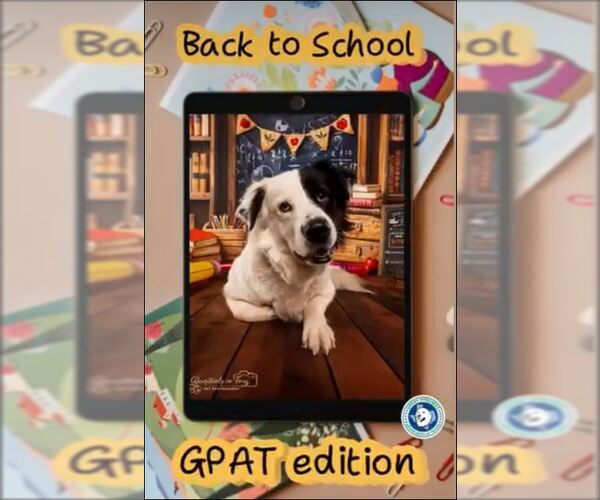 Medium Photo #2  Puppy For Sale in , 