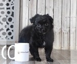 Small Photo #2 Pomeranian-Poodle (Toy) Mix Puppy For Sale in MOUNT VERNON, OH, USA