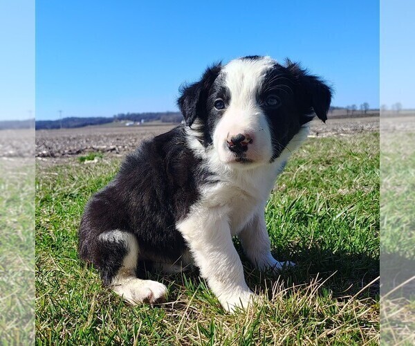 Medium Photo #7 Border Collie Puppy For Sale in NORBORNE, MO, USA
