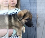 Small Photo #2 German Shepherd Dog Puppy For Sale in HARTVILLE, MO, USA