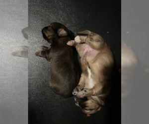 Morkie-Shih Tzu Mix Puppy for sale in VIRGINIA BEACH, VA, USA