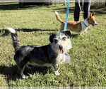 Small #3 Pembroke Welsh Corgi Mix