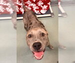 PALOMA - Female Catahoula Leopard Dog-Unknown Mix Dog for Adoption - Small photo