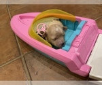 Small Photo #3 Maltipoo (Toy) Puppy For Sale in CARLSBAD, CA, USA