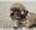Small #9 Shih Tzu