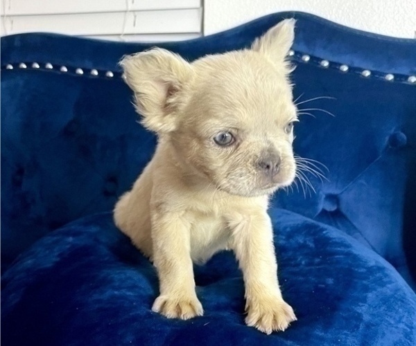 Medium Photo #5 French Bulldog Puppy For Sale in DENVER, CO, USA