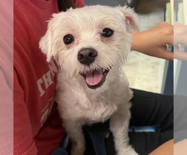 Medium Photo #1 Maltipoo (Miniature) Puppy For Sale in Raleigh, NC, USA