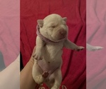 Small Photo #3 Labrador Retriever Puppy For Sale in CULLMAN, AL, USA