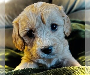 Cavapoo Puppy for sale in DENVER, CO, USA