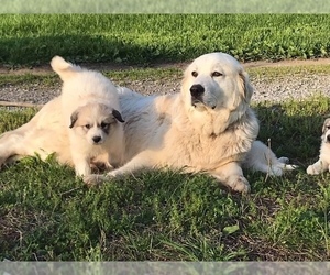 Mother of the Great Pyrenees puppies born on 04/09/2019