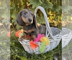Small #3 Dachshund