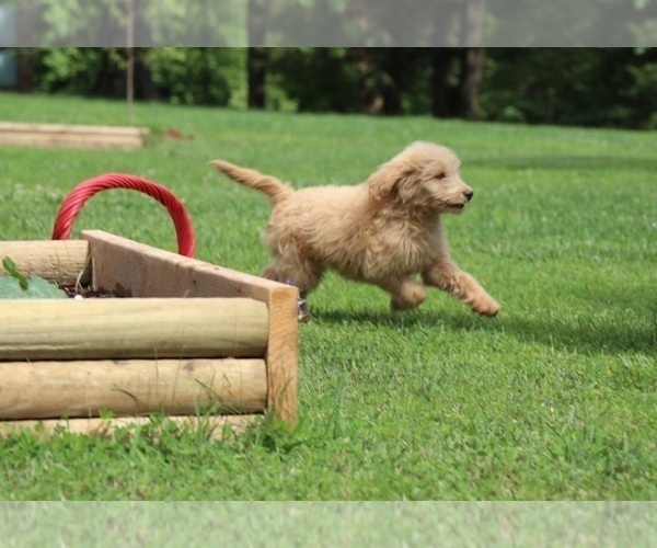 Medium Photo #10 Goldendoodle Puppy For Sale in FAIR GROVE, MO, USA