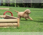 Small Photo #10 Goldendoodle Puppy For Sale in FAIR GROVE, MO, USA