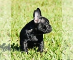 Small Photo #4 French Bulldog Puppy For Sale in Hollywood, FL, USA