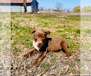 American Pit Bull Terrier-Catahoula Leopard Dog Mix Dogs for adoption in Claremore, OK, USA