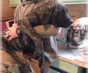 Mastiff Puppy for sale in BRANTLEY, AL, USA