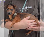 Small #1 Chiweenie