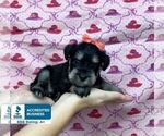 Small Photo #3 Schnauzer (Miniature) Puppy For Sale in WINNSBORO, LA, USA