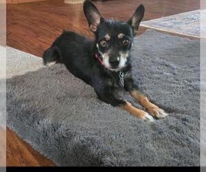 Mutt Dogs for adoption in Brighton, CO, USA