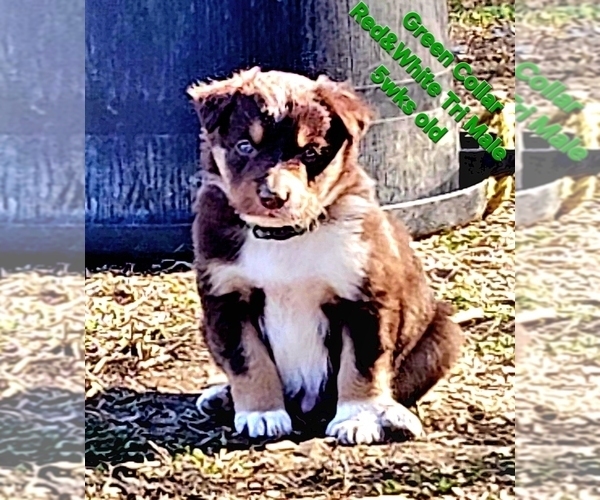 Medium Photo #5 Border Collie Puppy For Sale in BYBEE, TN, USA