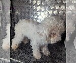 Small #2 Poodle (Toy)