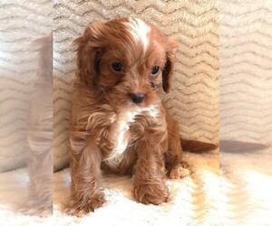 Cavapoo Puppy for sale in CARLISLE, KY, USA