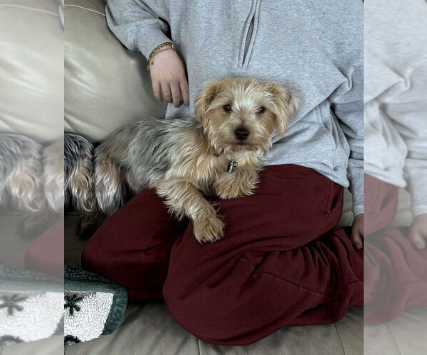 Medium Photo #1 Mutt Puppy For Sale in Aurora, IN, USA