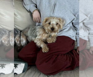 Mutt Dogs for adoption in Aurora, IN, USA