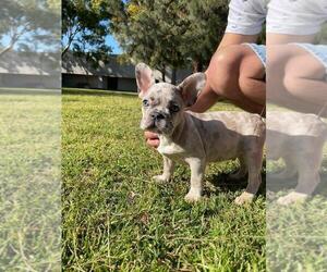French Bulldog Puppy for sale in SAN FRANCISCO, CA, USA