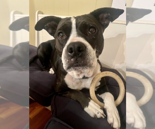 Medium Photo #5 Mutt Puppy For Sale in Candler, NC, USA