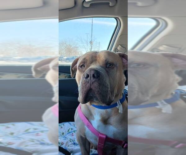 Medium Photo #6 Bulldog-Unknown Mix Puppy For Sale in Crete, IL, USA