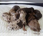 Image preview for Ad Listing. Nickname: Litter of 6