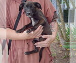 Small #3 German Shorthaired Pointer Mix