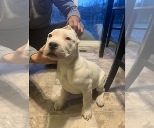 Dogo Argentino Puppy for sale in KEARNS, UT, USA